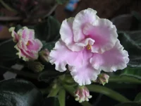 Pink Summit_9091.webp