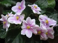 Rebel's Splatter Kake_9079.webp