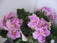 Rosie Ruffles (Harrington)_9088.webp