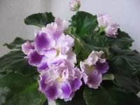 Silverglade Bangles (Harrison)_1.webp