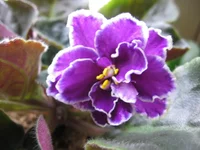 Starry Night Blue9096.webp