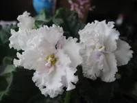 Winter Parasol_9093.webp