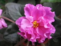 -Богиня красоты_9077.webp