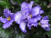 -Небесный замок_9097.webp