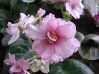 -Розовые банты_9106.webp