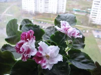  вишня9085.webp