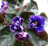 Rodeo Hilly Billy.webp