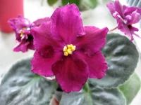 Rebels Flaming Star.webp