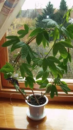 CAM_0691.webp