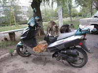  повсюду 1.webp
