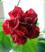 hibiskus-start.webp