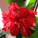 hibiskus- day2.webp