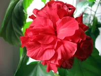 hibiskus-day2.webp