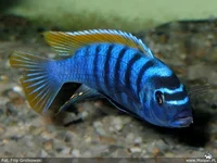 _1288991222_1269692437_maylandia_zebra_219_800x600.webp