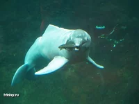 amazon_river_dolphin_10.jpg