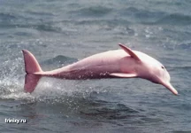 amazon_river_dolphin_11.webp