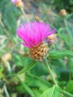 DSCF5444-1.jpg