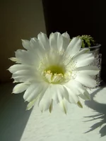 DSCF5879.jpg
