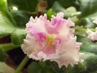 Rosie Ruffles Спорт.webp