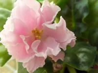 -Врата рая.webp