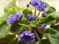 -Синий иней.webp