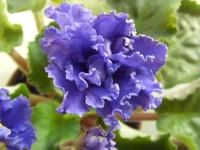 -Синий иней1.webp