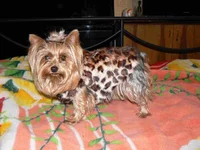 lola2.webp