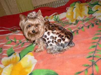 lola3jpg.webp