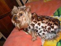 lola1.webp