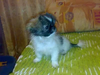 03012007490.webp