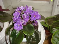  Александра 1.webp