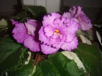  Ризен Стар (3).webp