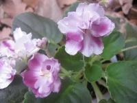 Mac’s Southern Springtime [1600x1200].webp