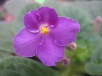 Optimara Van Gog [1600x1200].webp