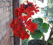 _red sonal_prom.webp