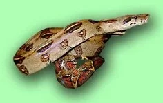 boa.webp