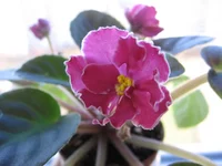 Lyon's Paprika9166.webp