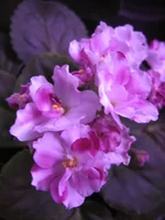 Mac's Southern Springtime_9159.webp