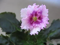 Optimara EverLove_9171.webp