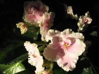 Pink Summit_9162.webp