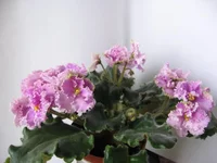 Rosie Ruffles 9087.webp