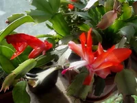 DSC03401.webp