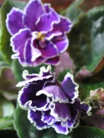 Starry Night Blue _9155.webp