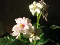 -Розовые банты_9164.webp