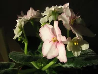 -Розовые банты_9165.webp