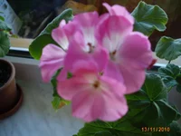 IMG_0599.webp