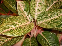 PB090496.webp