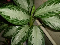 P6270969.webp