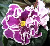 Ultra Violet Nebula.webp