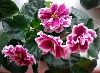 -Подарок на Рождество.webp